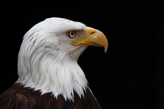 Photo weisskopf-seeadler