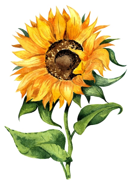 Well done sunflower Yellow flower Watercolor illustration Isolated on white background