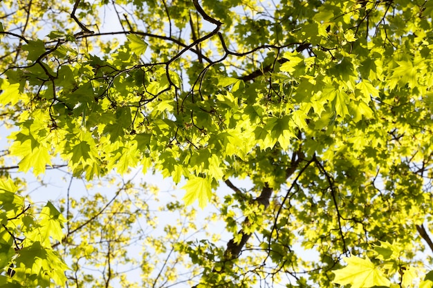 Well-lit by the spring spring pure foliage of a maple