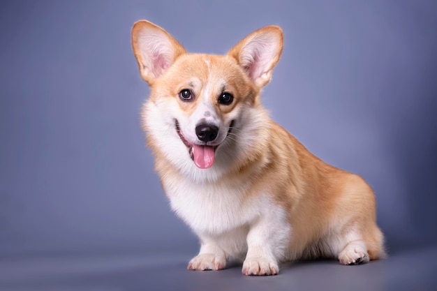 A wellgroomed corgi puppy looks into the camera on a dark blue background Studio photo The concept of pet care