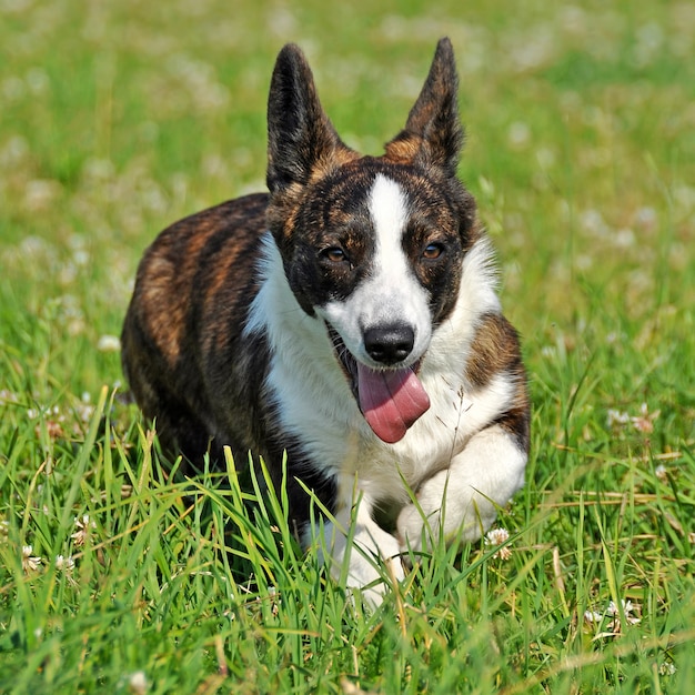 Welsh Cardigan Corgi dog on the grass