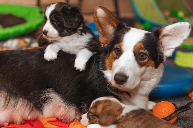 Welsh Corgi Cardigan cute fluffy dog puppies with their mom Closeup portrait of puppies and dog funny animals