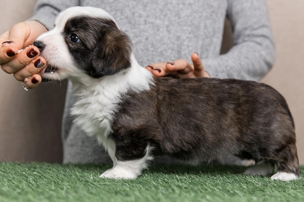 Welsh Corgi Cardigan cute fluffy dog puppy Closeup portrait of puppy funny animal