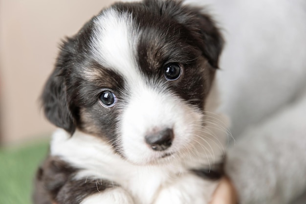 Photo welsh corgi cardigan cute fluffy dog puppy closeup portrait of puppy funny animal