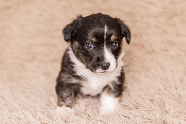 Welsh Corgi Cardigan cute fluffy dog puppy Closeup portrait of puppy funny animal