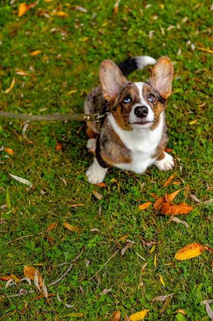 Welsh corgi cardigan dog with an unusual color sits on the grass with autumn leaves and looking up