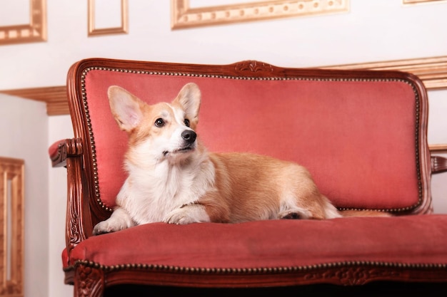 Welsh Corgi dog at home. Dog posing indoors. Cute fluffy dog portrait