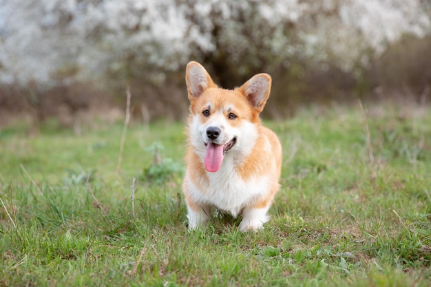 A welsh corgi dog on a spring walk in the grass looks