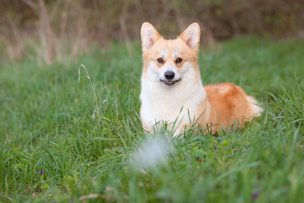 A welsh corgi dog on a spring walk in the grass looks