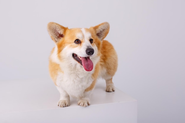 A welsh corgi dog stands on a white background