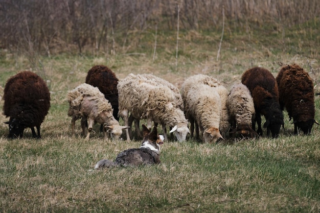 Welsh corgi Pembroke blue merle grazing sheep Sports standard for dogs on the presence