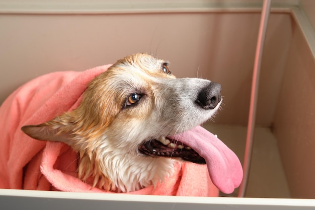 Welsh corgi pembroke closeup in the bathroom for grooming in a towel on top