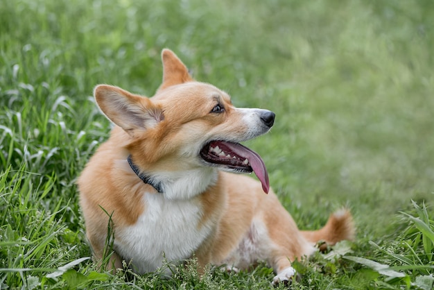 Welsh corgi pembroke dog sits among green grass with its tongue out