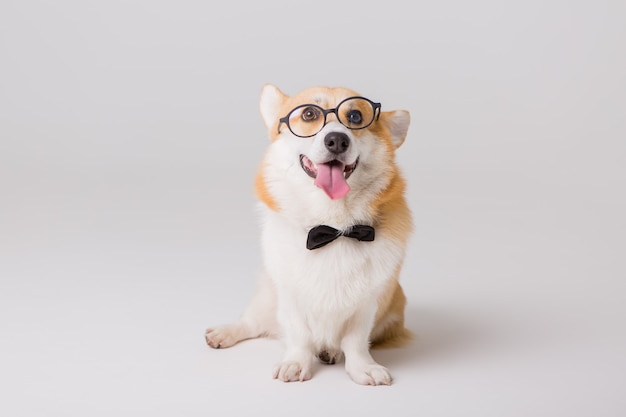 Welsh Corgi Pembroke in glasses