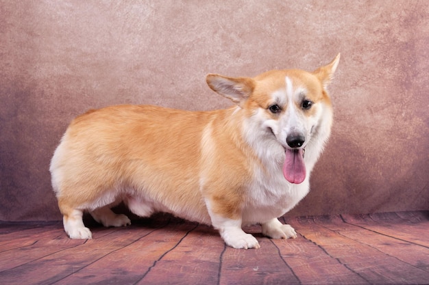 Welsh corgi pembroke in the rack funny shows a long tongue