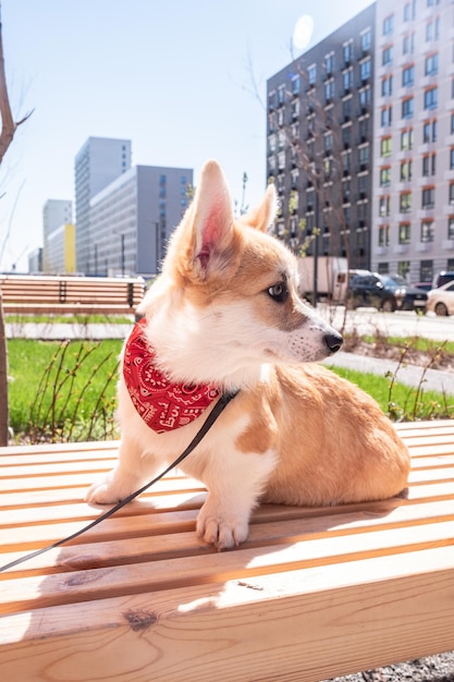 Welsh Corgi Pembroke sitting on grass in park pet concept