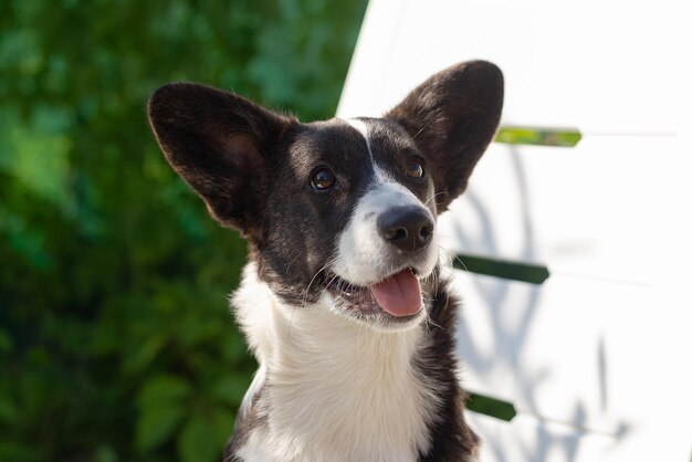 Welsh corgi Pembroke A smiling thoroughbred dog in nature Pets