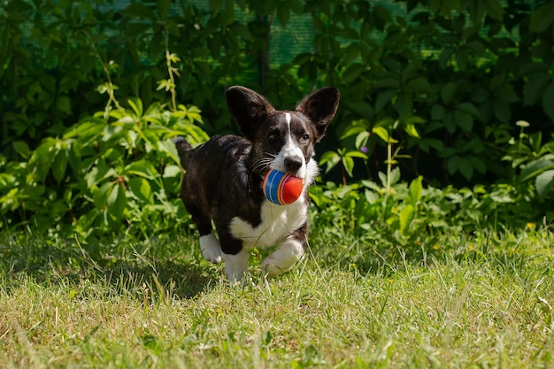 Welsh Corgi Pembroke A thoroughbred dog with a toy Pets