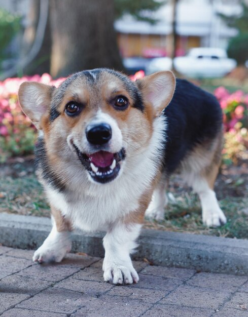 Welsh Corgi Pembroke tricolor, Corgi in flowers, Corgi on a background of flowers