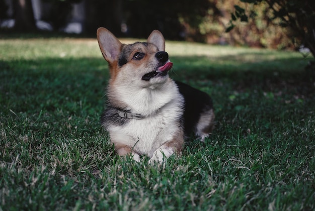 Welsh Corgi Pembroke tricolor in the Park, a small thoroughbred dog lying on the grass