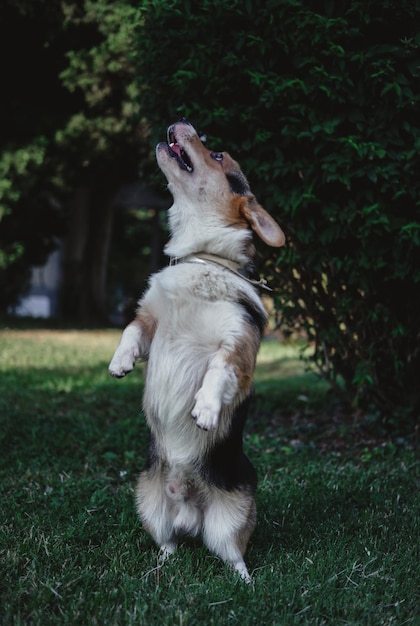 Welsh Corgi Pembroke tricolor in the Park, a small thoroughbred dog lying on the grass