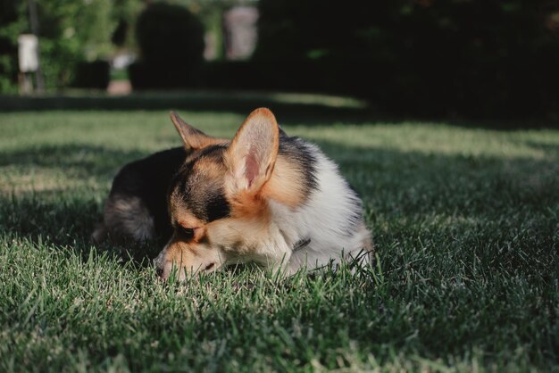 Welsh Corgi Pembroke tricolor in the Park, a small thoroughbred dog lying on the grass