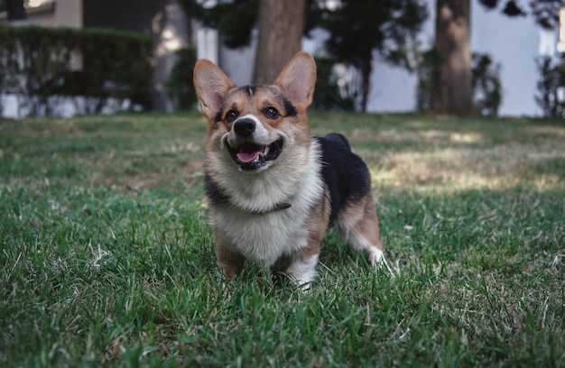 Welsh Corgi Pembroke tricolor in the Park, a small thoroughbred dog lying on the grass