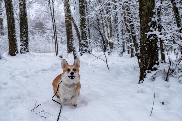 Welsh Corgi Pembroke in the winter forest