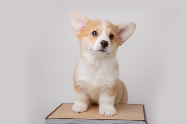 Welsh corgi puppy isolated on white background cute pets