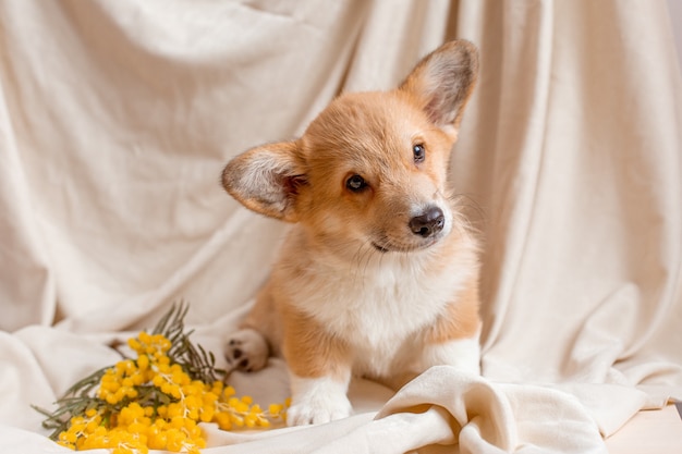 Welsh corgi puppy sits on a beige background with spring flowers