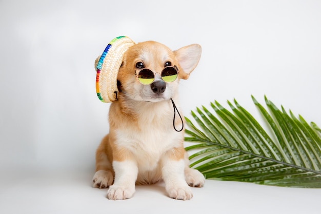 a Welsh corgi puppy sits on a white background in sunglasses and a straw hat, resting