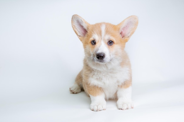 A welsh corgi puppy sits on a white background