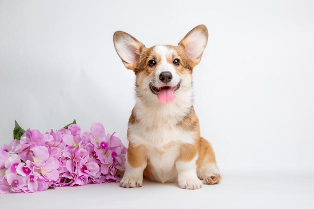 a Welsh corgi puppy sits with a bouquet of flowers on a white background