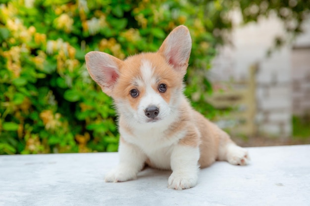 Welsh corgi puppy in summer on a background of flowers calendar