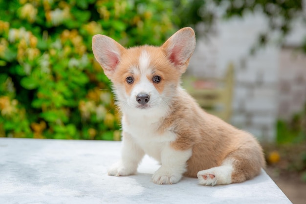 Welsh corgi puppy in summer on a background of flowers calendar