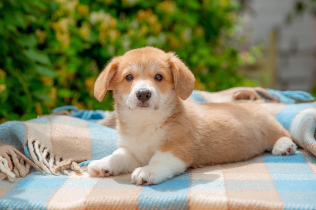 Welsh corgi puppy in summer on a background of flowers calendar