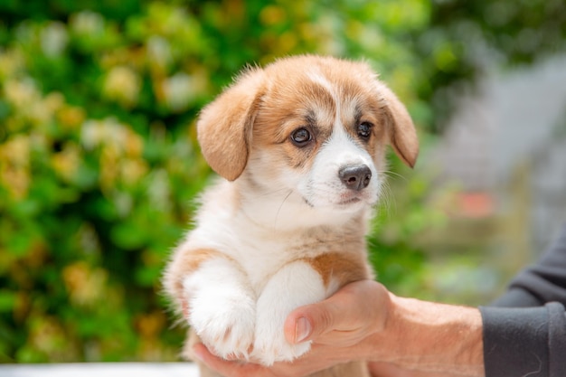 Welsh corgi puppy in summer on a background of flowers calendar