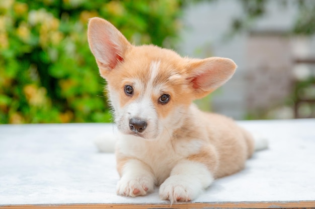 Welsh corgi puppy in summer on a background of flowers calendar