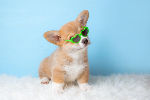 A Welsh corgi puppy in sunglasses sits on a blue background