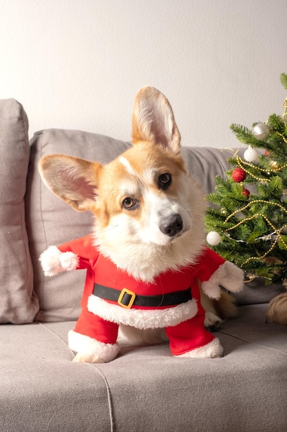 Welsh corgi with red christmas hat