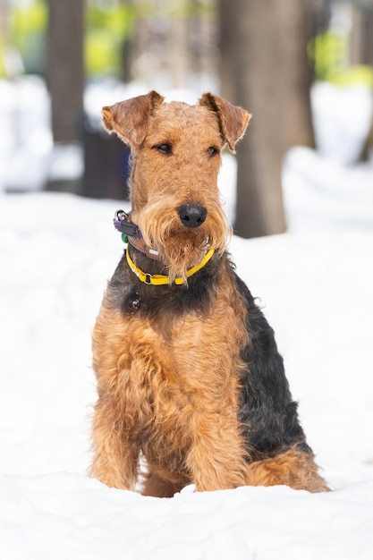 Welsh Terrier shows dog tricks in the snowy park