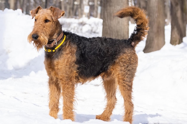 Welsh Terrier shows dog tricks in the snowy park