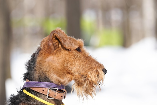 Welsh terrier on white snowx9