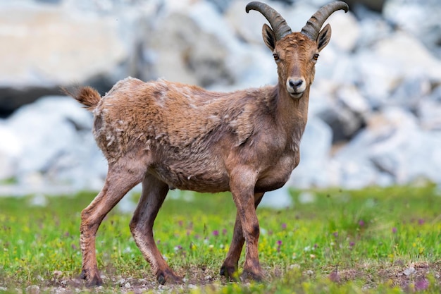 The west caucasian tur or capra caucasica