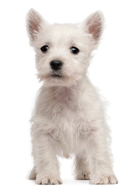 West Highland Terrier puppy, 7 weeks old, 