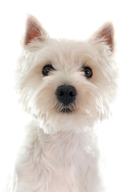 west highland terrier