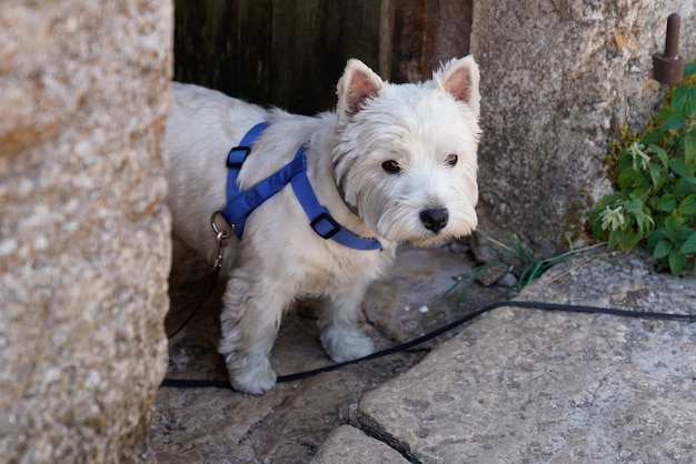 West Highland White Terrier Dog Breed in front of house door