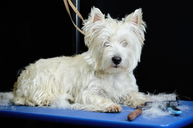 A West Highland White Terrier dog on a grooming table