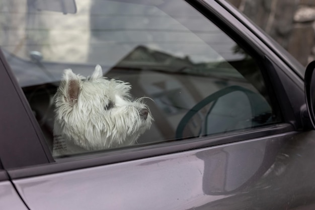 The West Highland White Terrier dog is sitting in the car waiting for a trip