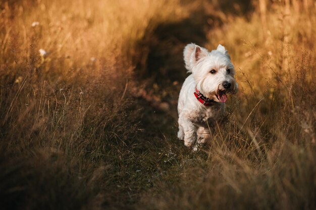 West highland white terrier dog running in the field